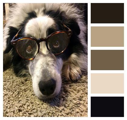 Dog Glasses Border Collie Image